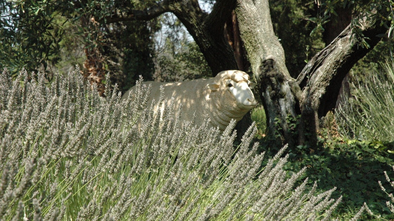 Photo of Outdoor in Rognonas