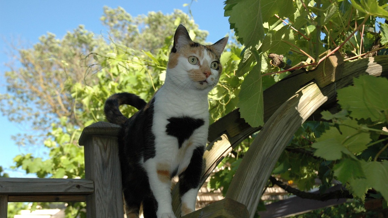 Photo of Others in Rognonas