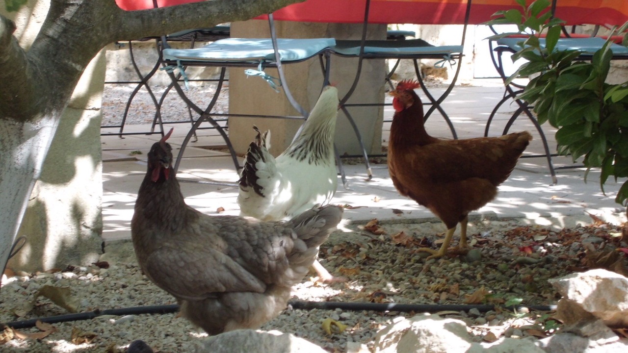 Photo of Outdoor in Rognonas