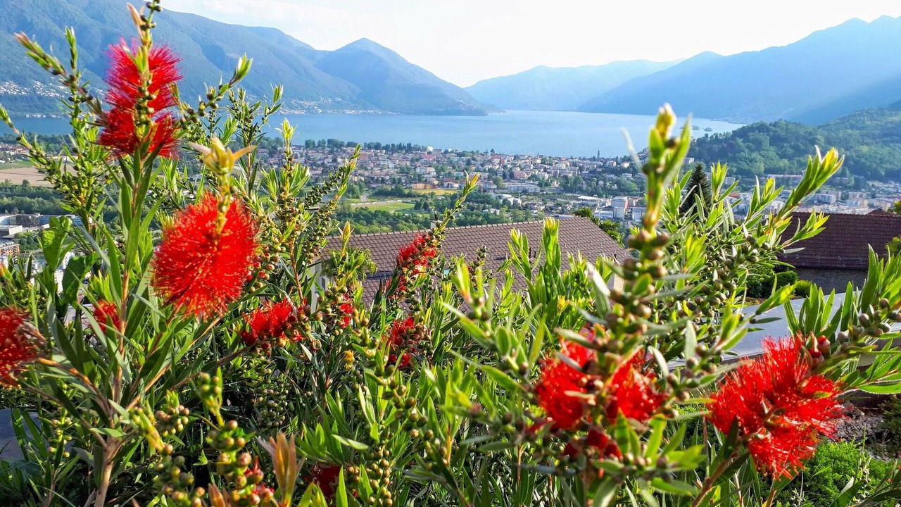 Photo of Others in Locarno
