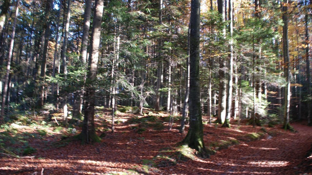 Photo of Others in Seelisberg