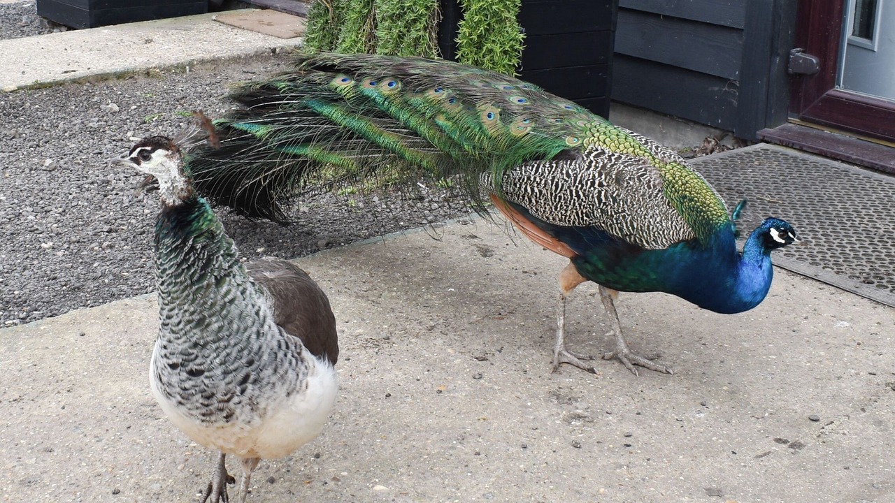 Photo of Others in Huntingdon