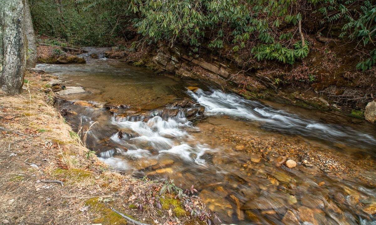 Photo of Others in Pisgah Forest