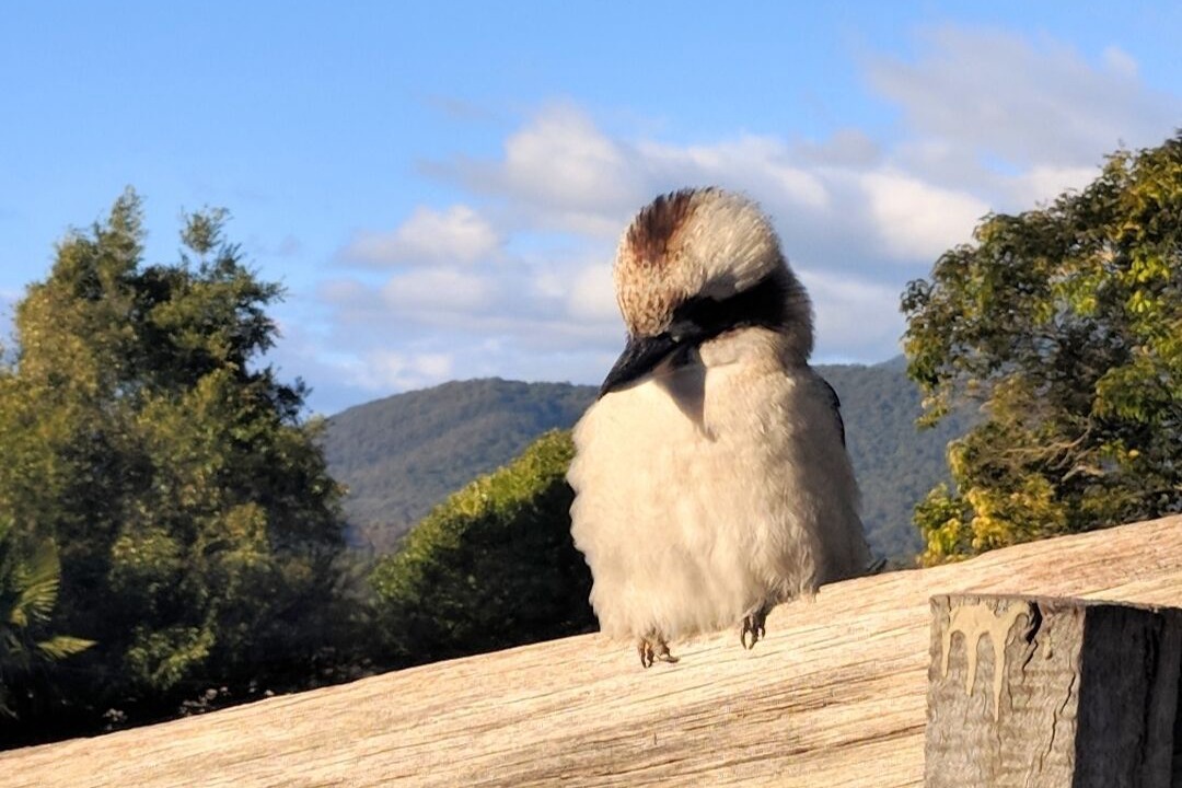 Photo of Others in Healesville