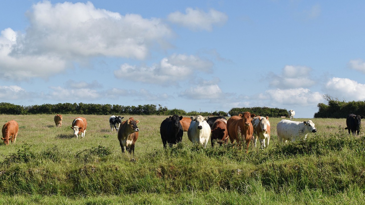 Photo of Others in Saint Kew