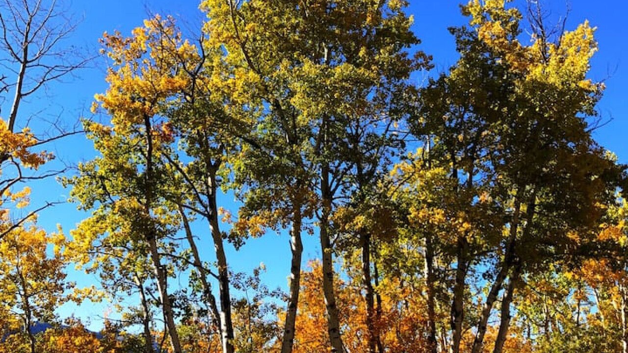 Photo of Others in Irwin