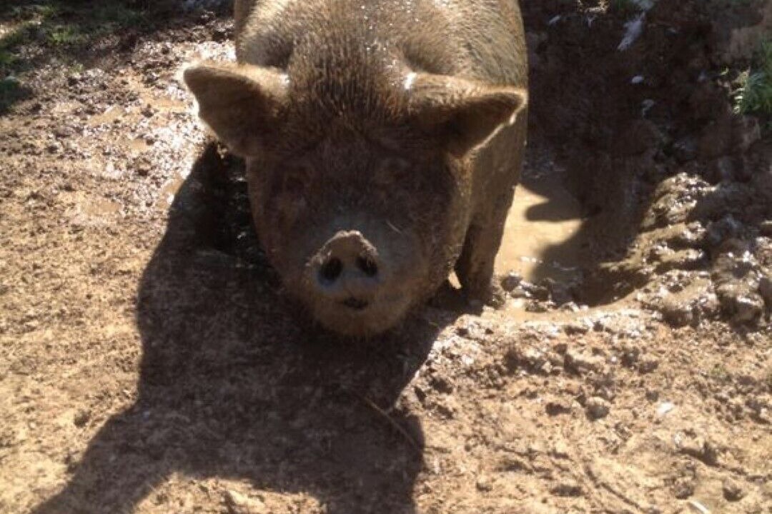 Photo of Others in Harrietsham