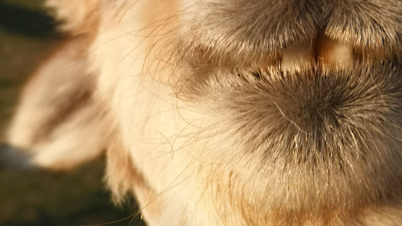 Photo of Others in Harrietsham