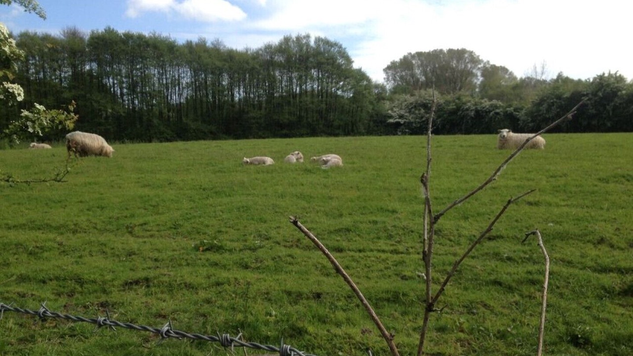 Photo of Others in Harrietsham