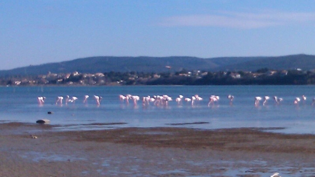 Photo of Others in Bouzigues
