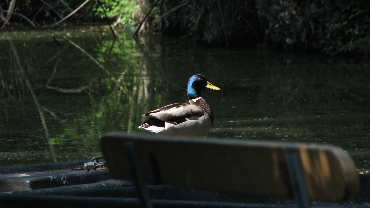 Photo of Others in Saint-Hilaire-la-Palud