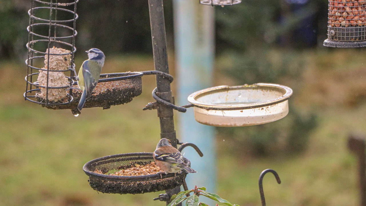 Photo of Outdoor in Strathblane