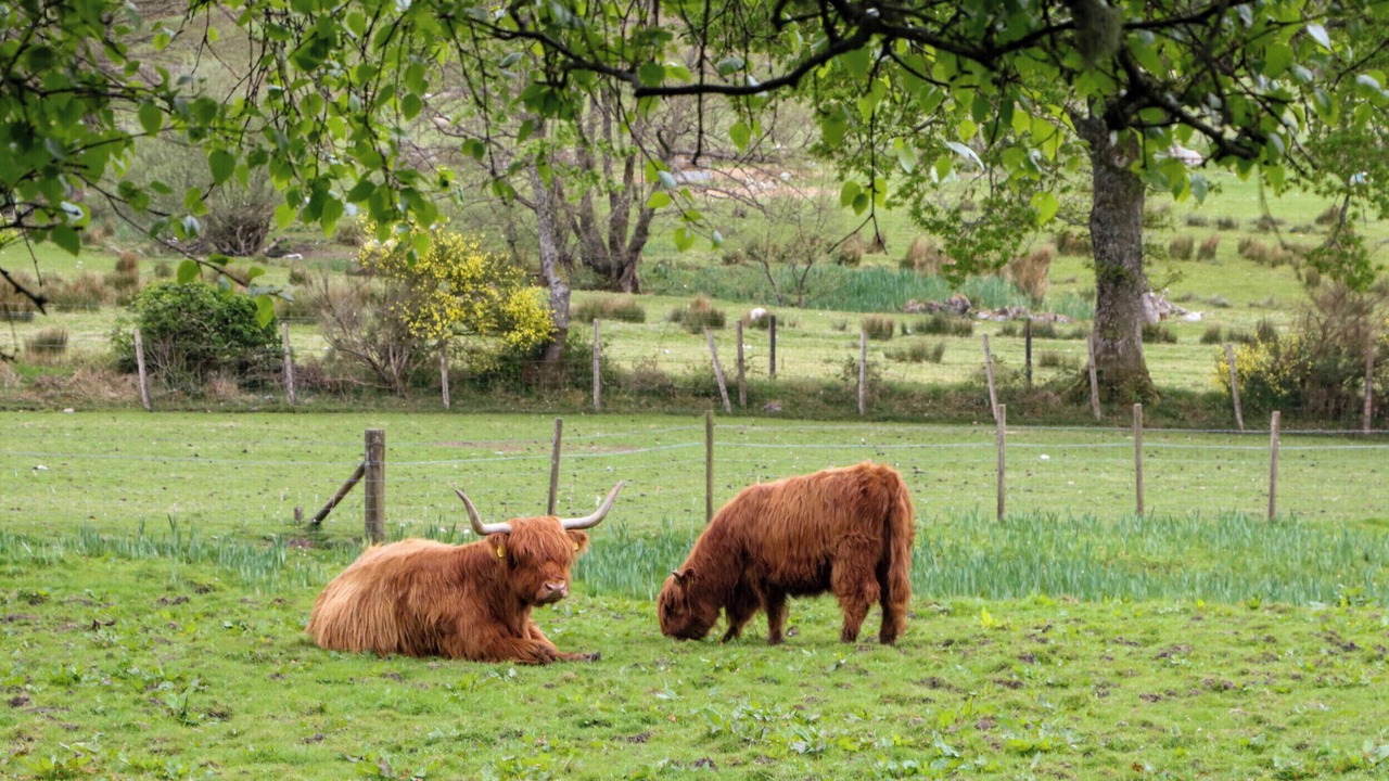 Photo of Others in Fort William