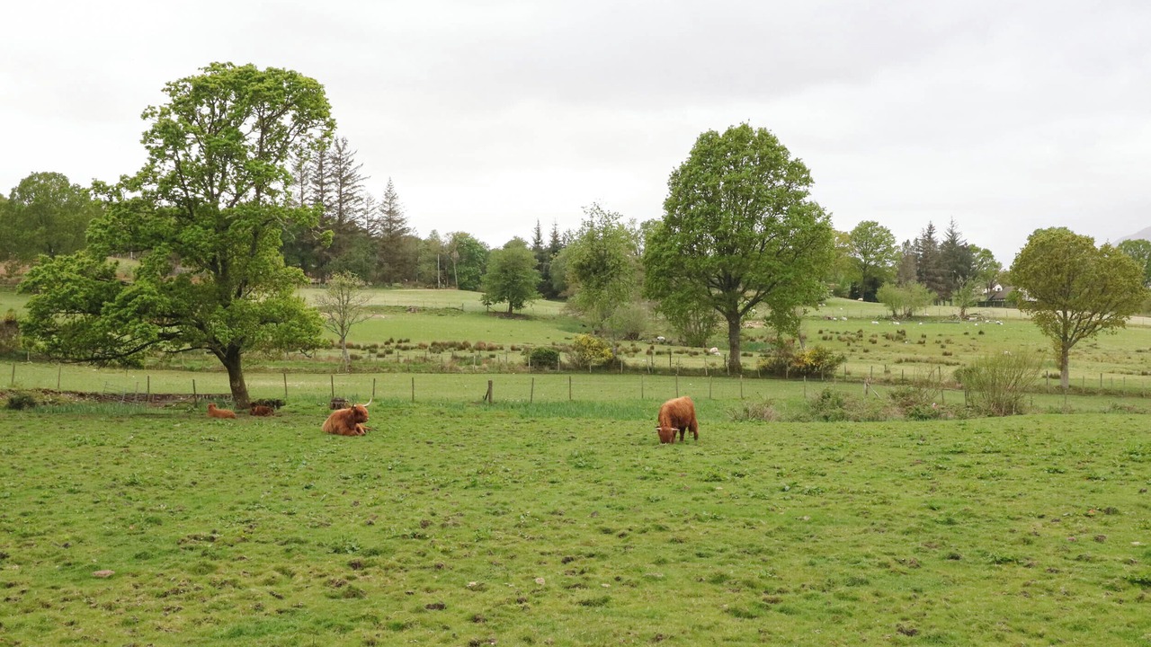 Photo of Others in Fort William