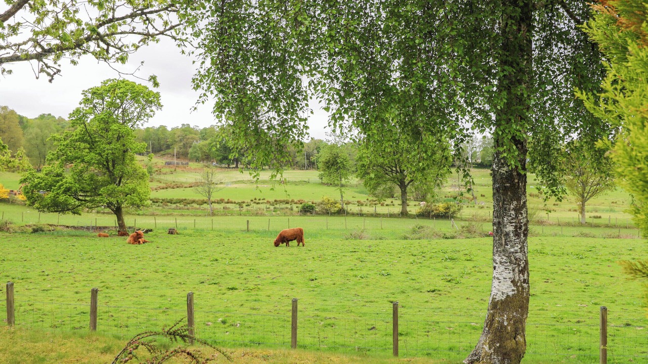 Photo of Others in Fort William