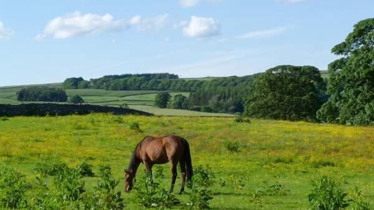 Photo of Others in Middleham