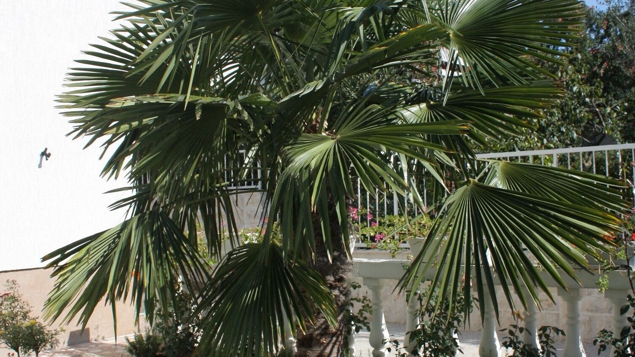 Photo of Outdoor in Vodice
