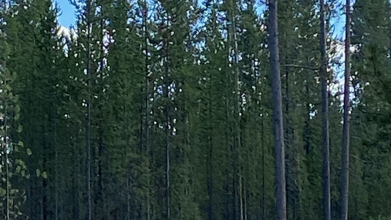 Photo of Others in West Yellowstone