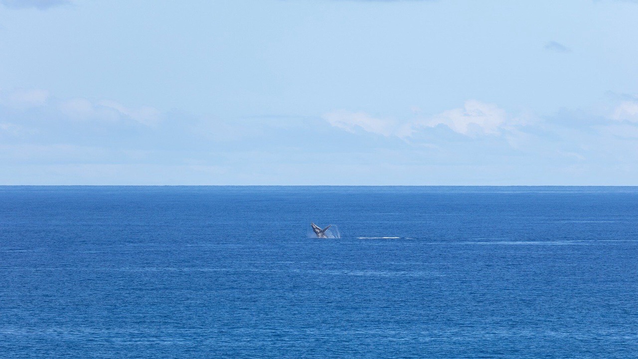 Photo of Others in Kamuela