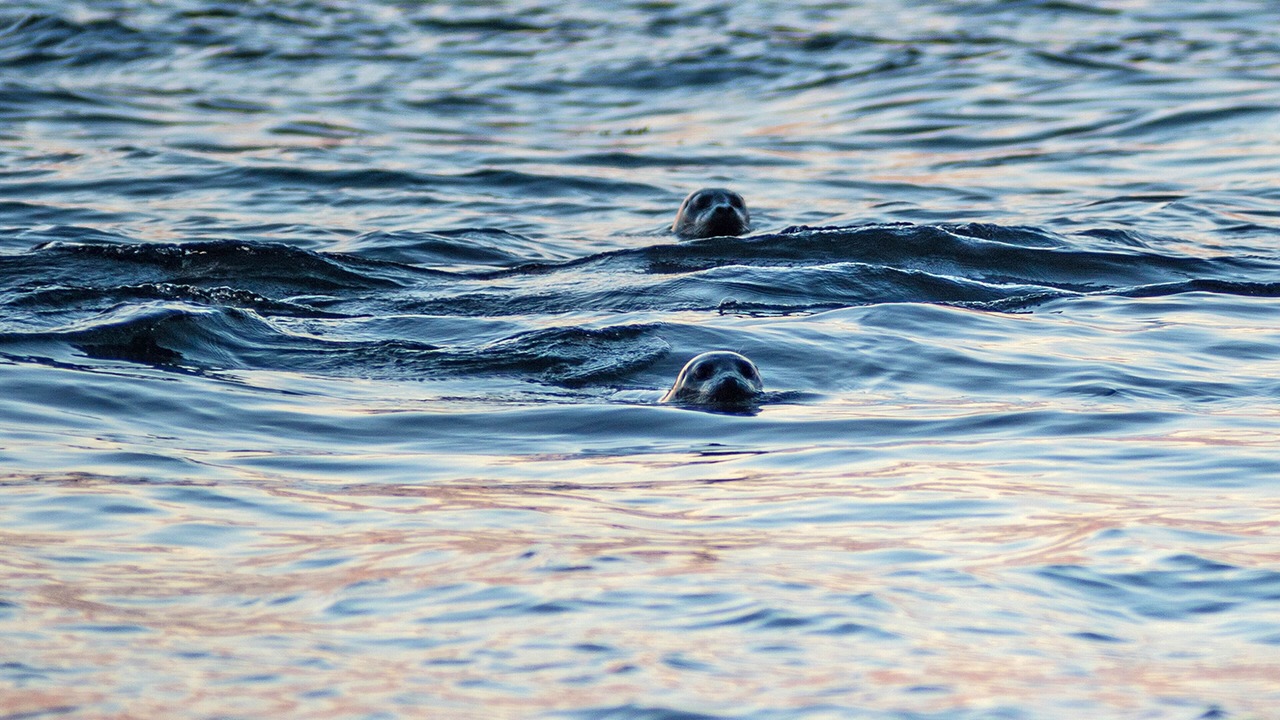 Photo of Others in Lopez Island