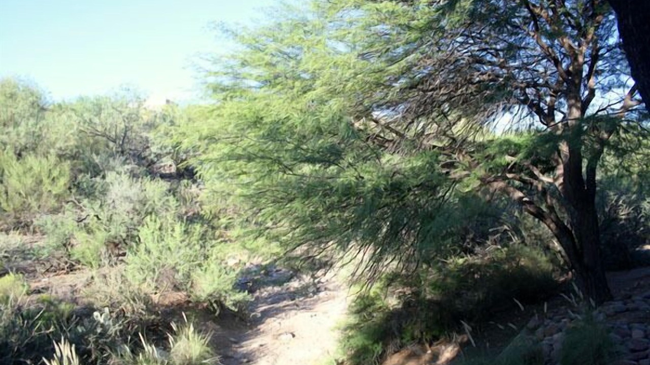 Photo of Outdoor in Tucson