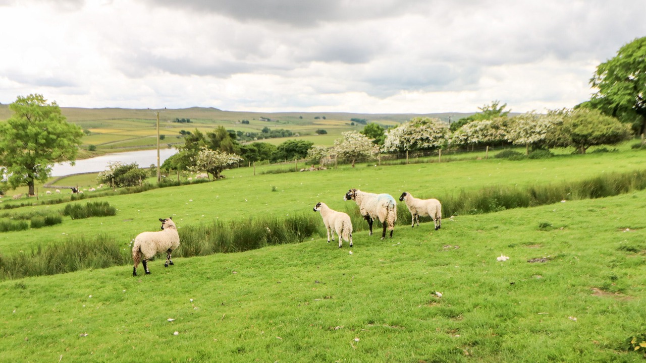 Photo of Others in Barnard Castle