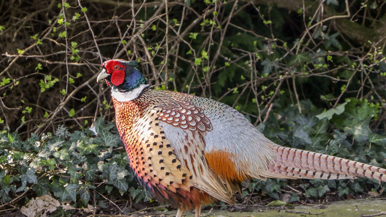 Photo of Outdoor in Littledean