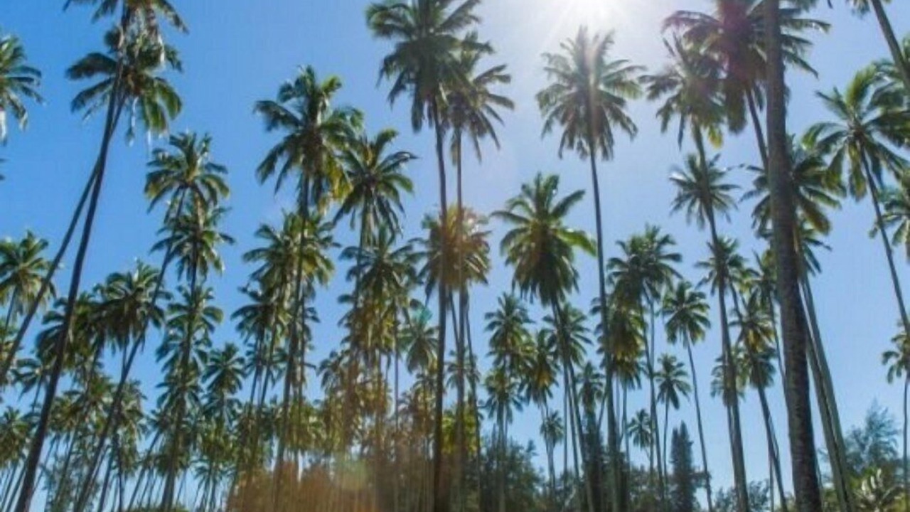 Photo of Others in Wailua