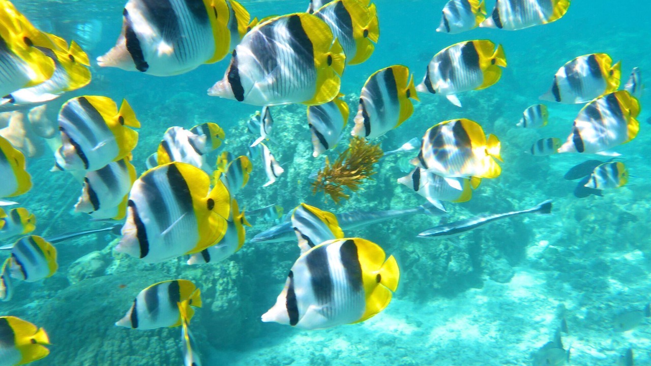 Photo of Others in Wailua