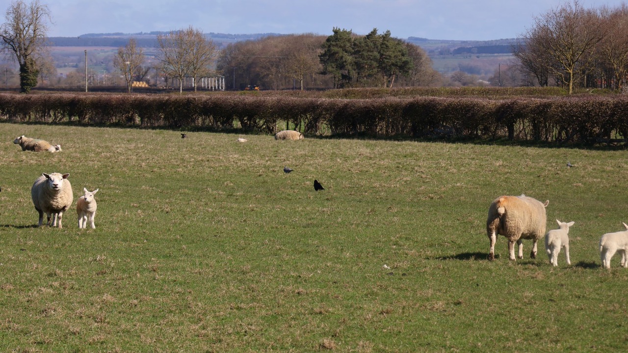 Photo of Others in Malton