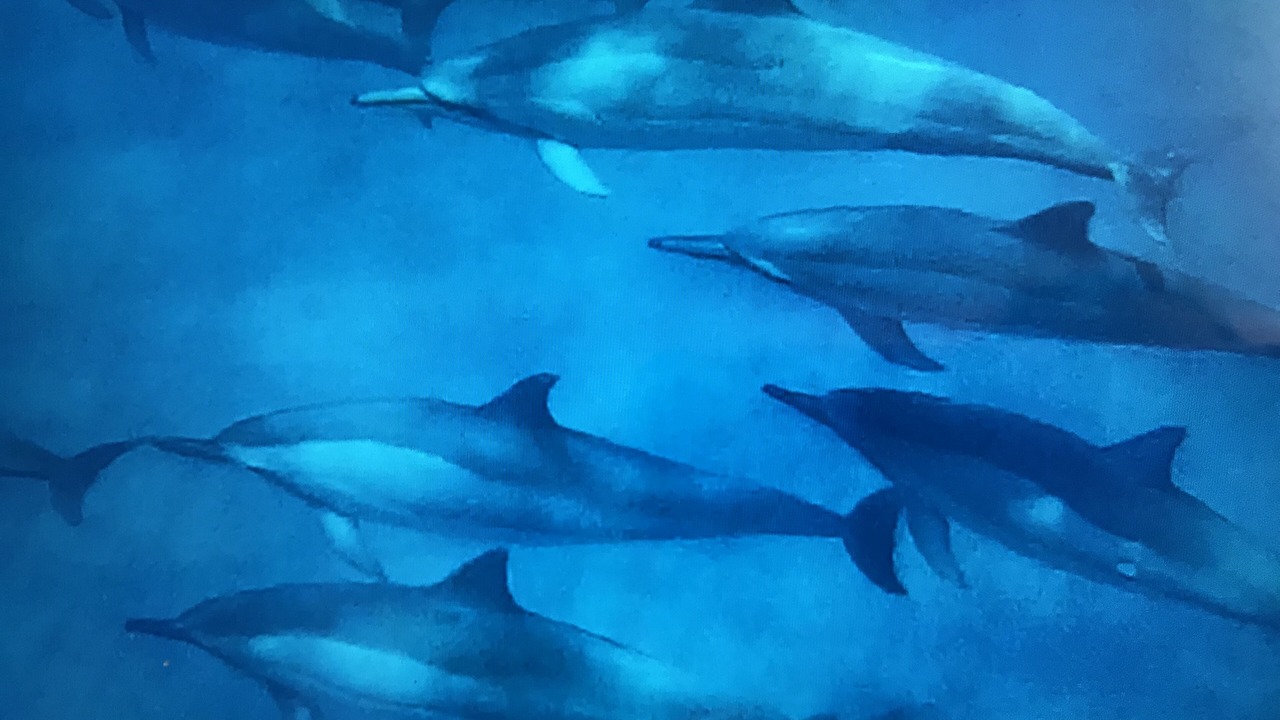 Photo of Others in Opihihale