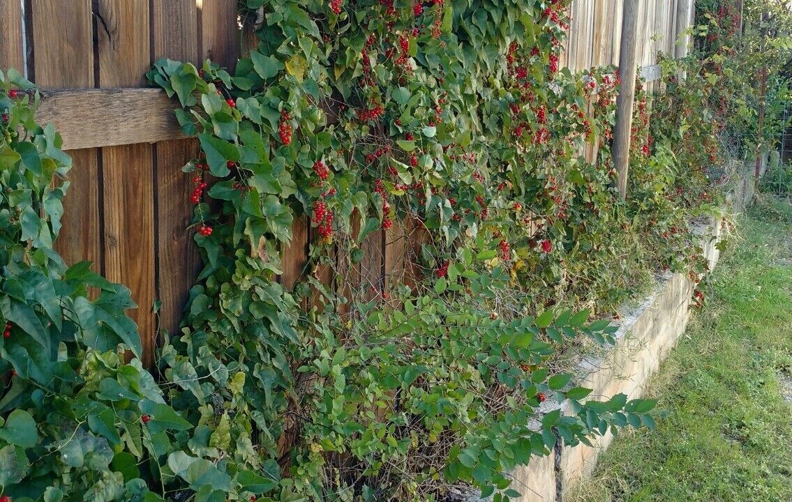 Photo of Outdoor in Lawton