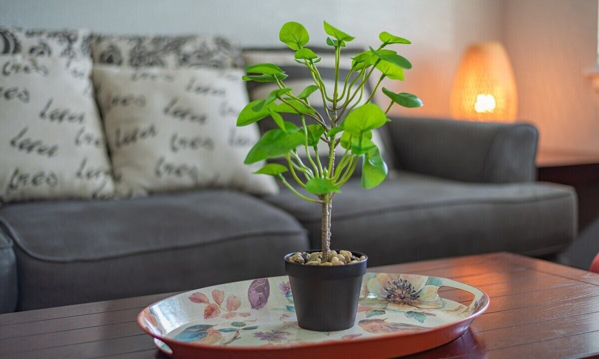 Photo of Livingroom in Mahncke Park