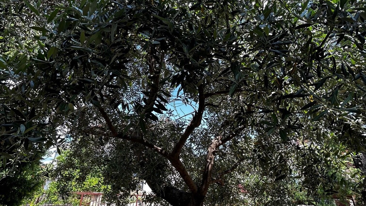 Photo of Others in Seget Vranjica