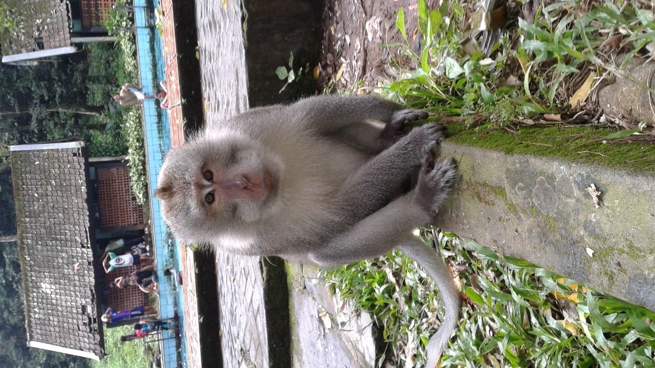 Photo of Outdoor in Tetebatu
