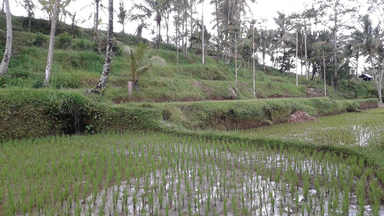 Photo of Outdoor in Tetebatu