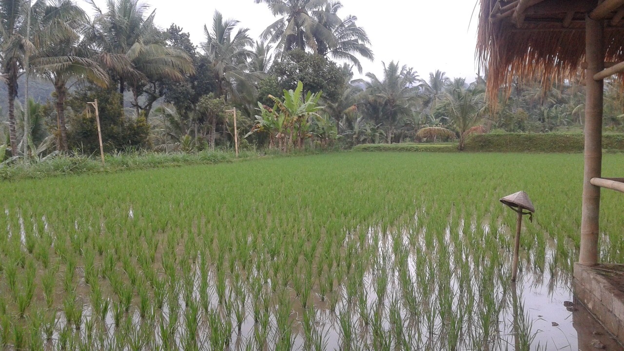 Photo of Outdoor in Tetebatu