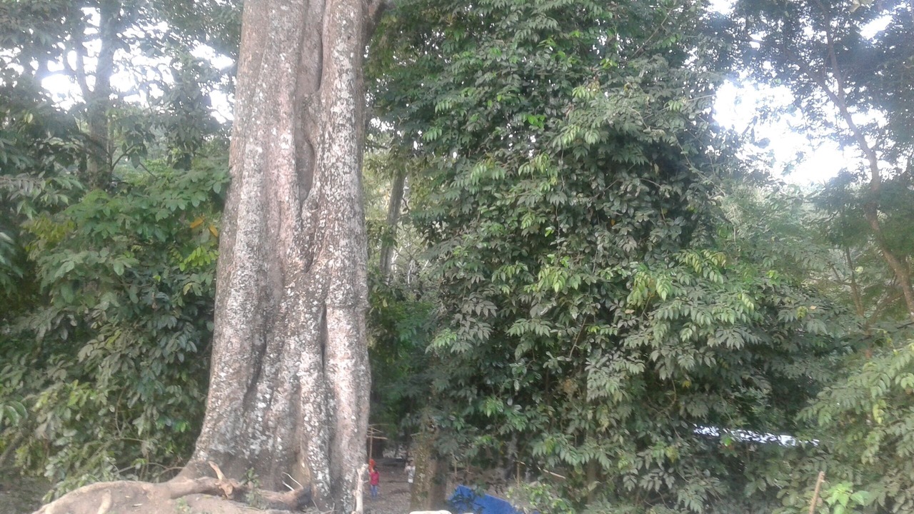 Photo of Outdoor in Tetebatu