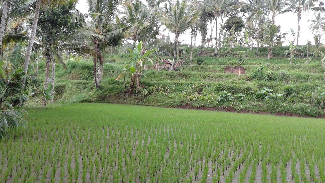 Photo of Outdoor in Tetebatu