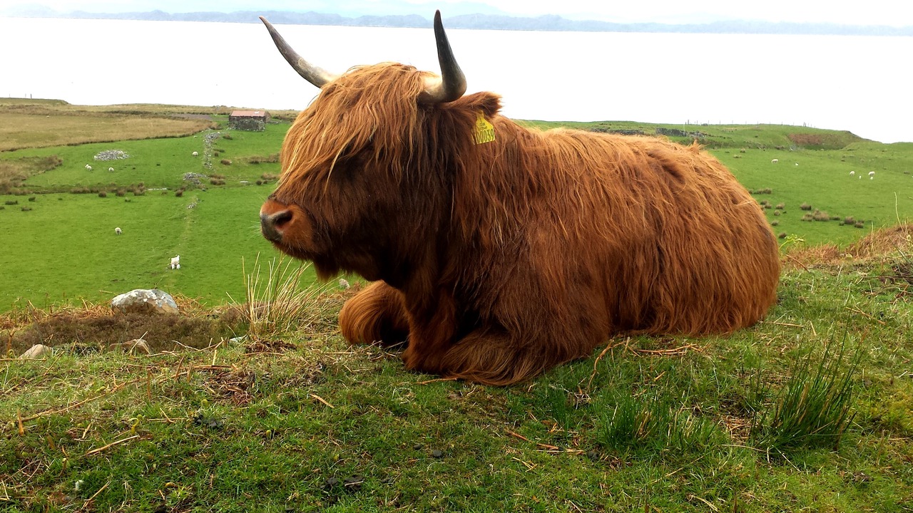 Photo of Others in Dornie