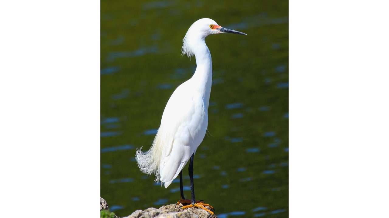 Photo of Outdoor in Sanibel
