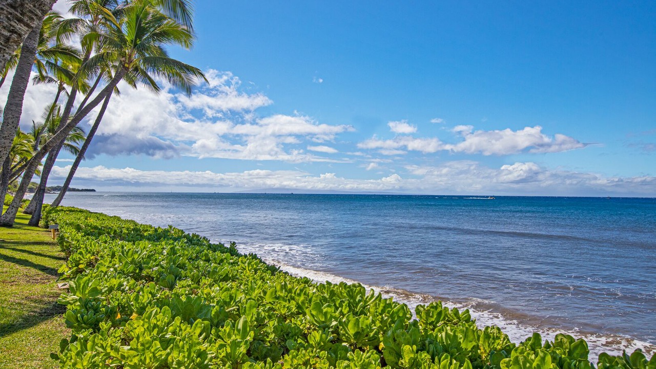 Photo of Others in Downtown Lahaina
