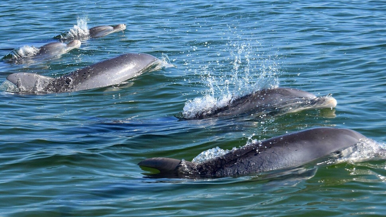 Photo of Others in Torquay City Centre