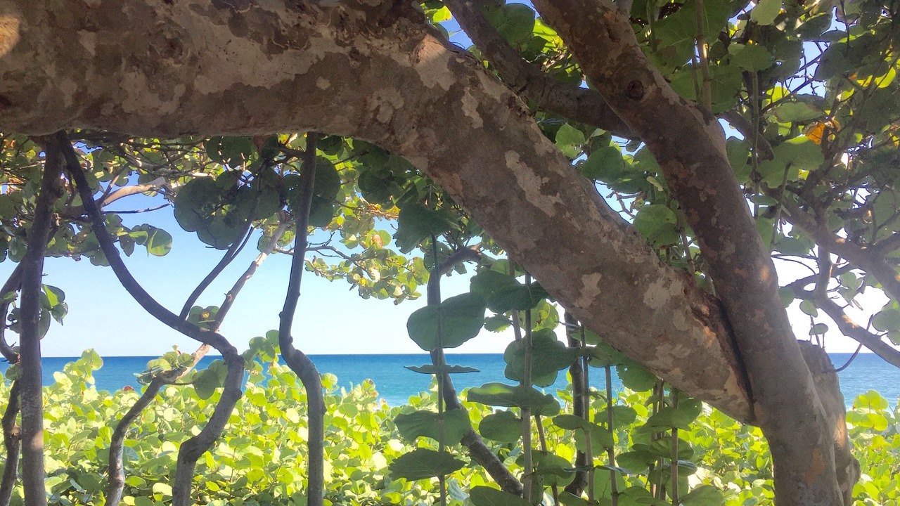 Photo of Outdoor in Juno Beach
