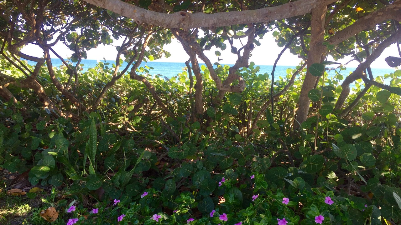 Photo of Outdoor in Juno Beach