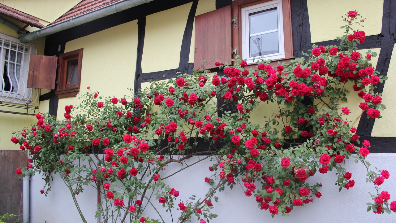 Photo of Outdoor in Ingolsheim