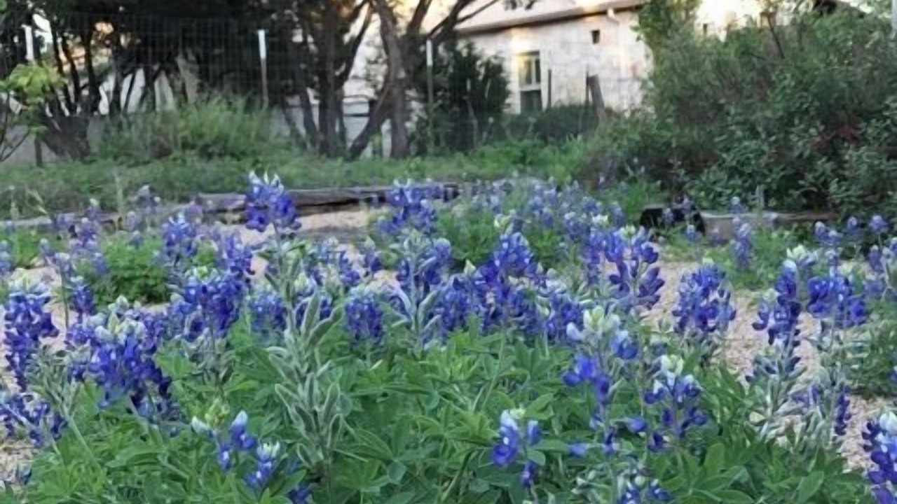 Photo of Others in Wimberley