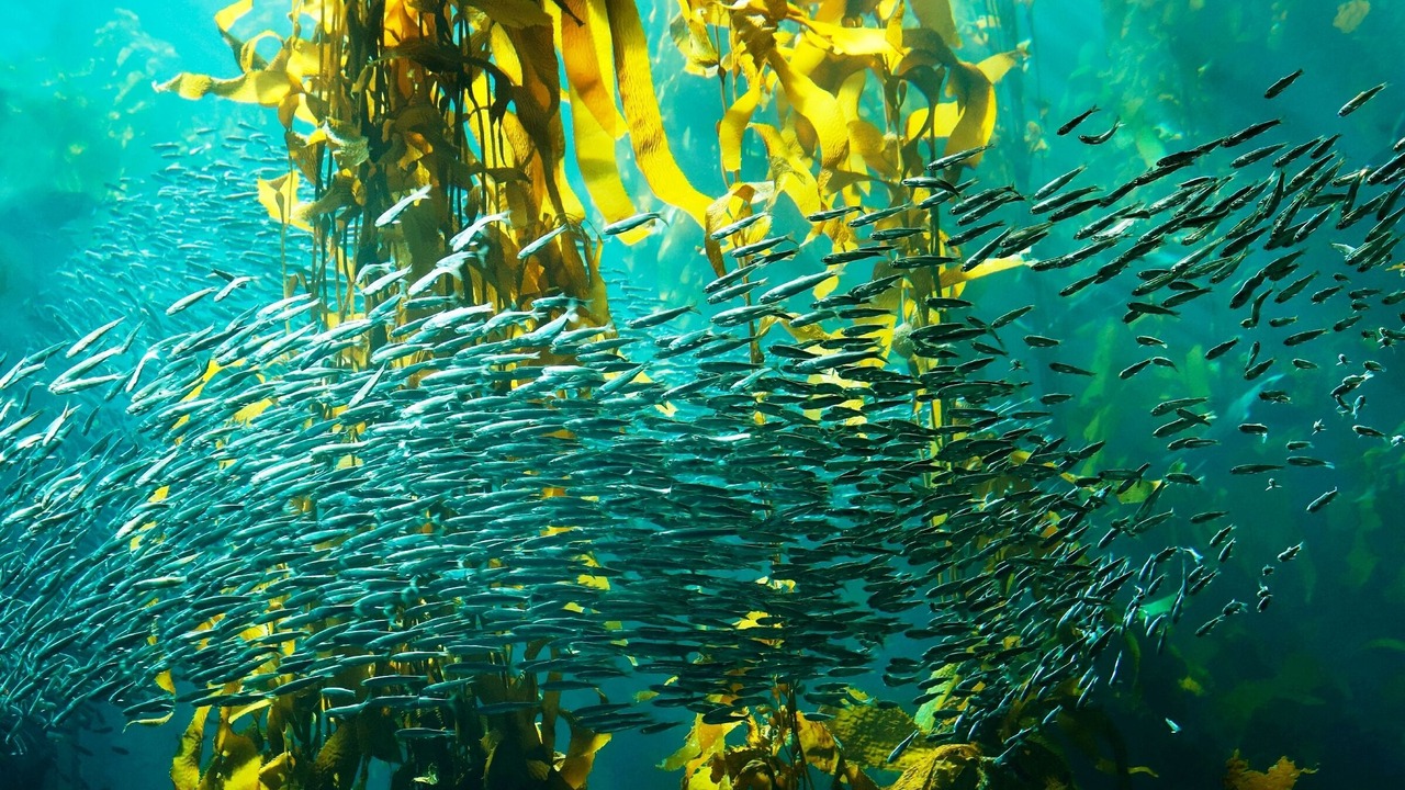 Photo of Others in Pacific Grove