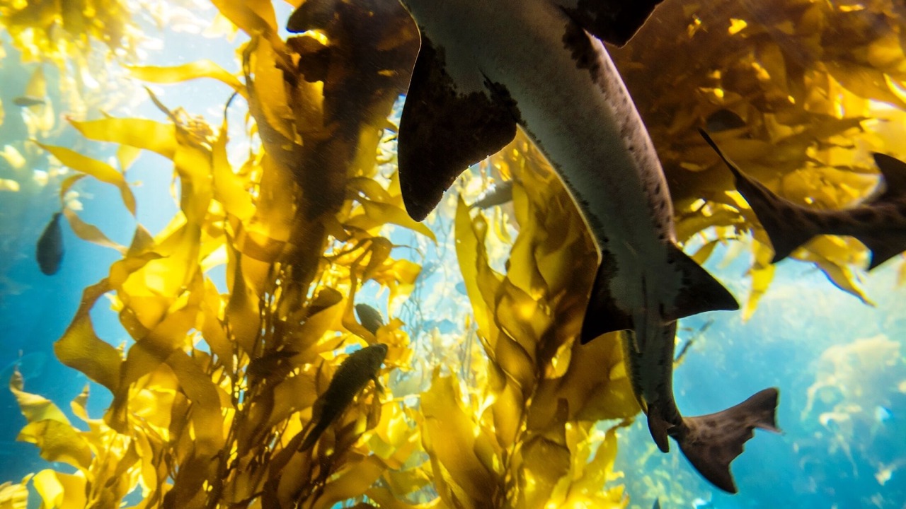 Photo of Others in Pacific Grove