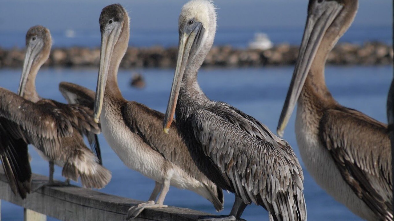 Photo of Others in Pacific Grove